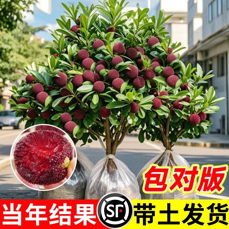 三年嫁接东魁杨梅树树苗杨梅苗南北方种植地栽果树苗当年结果特大