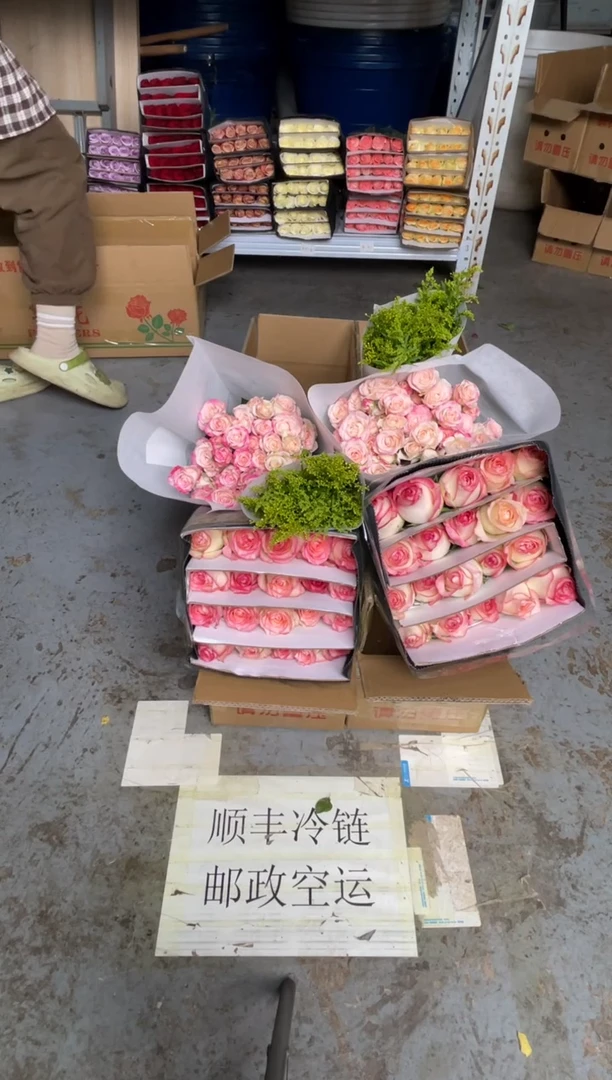 艾沙20枝+折射10枝+黄莺