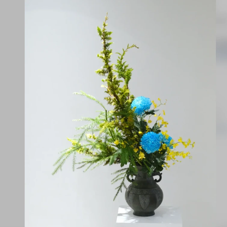 【拾花拾木】 金叶凤尾 云南鲜花