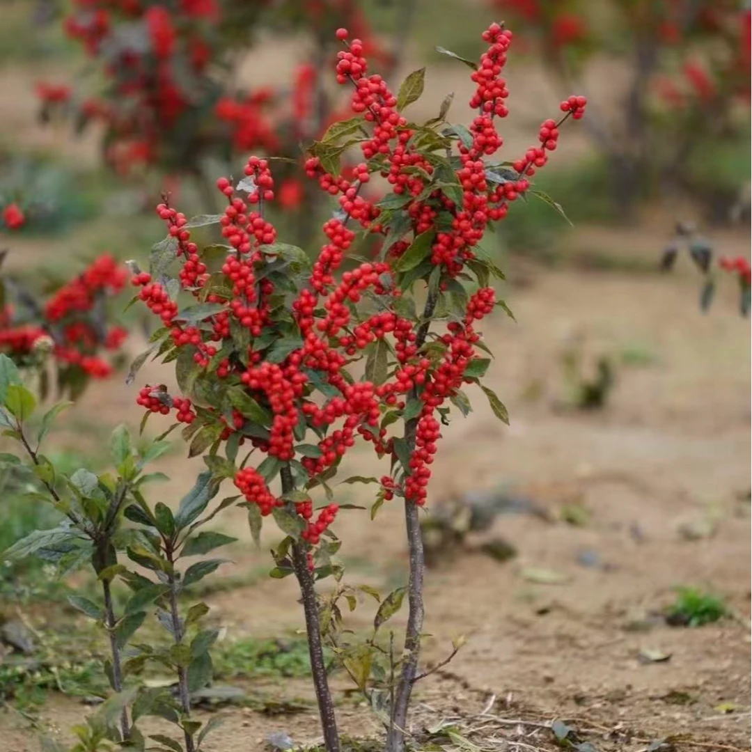 北美高级感冬青盆栽庭院阳台耐寒耐旱观赏年宵花卉（土球发货）