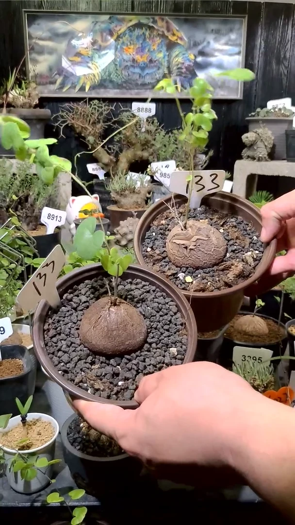 133号1128福利南非龟甲龙买一送一