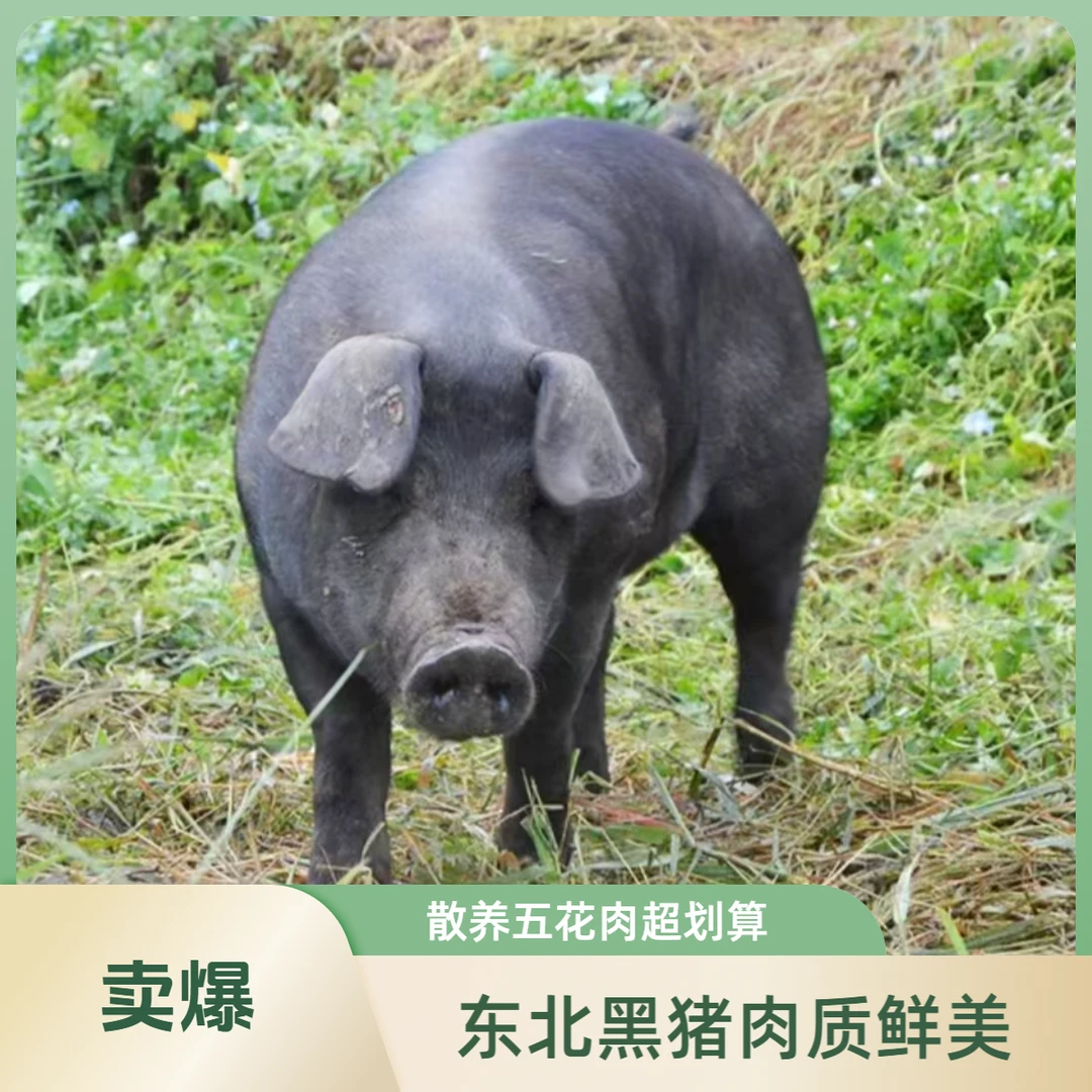 东北农户散养黑猪肉一单一拍