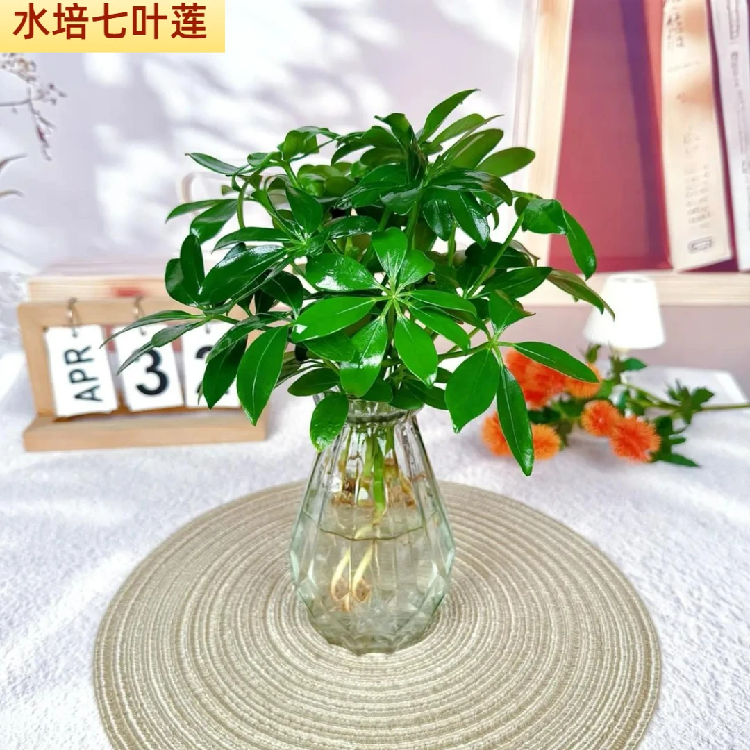 水培七叶莲鸭脚木绿植盆栽室内外生长四季常青观叶植物绿植