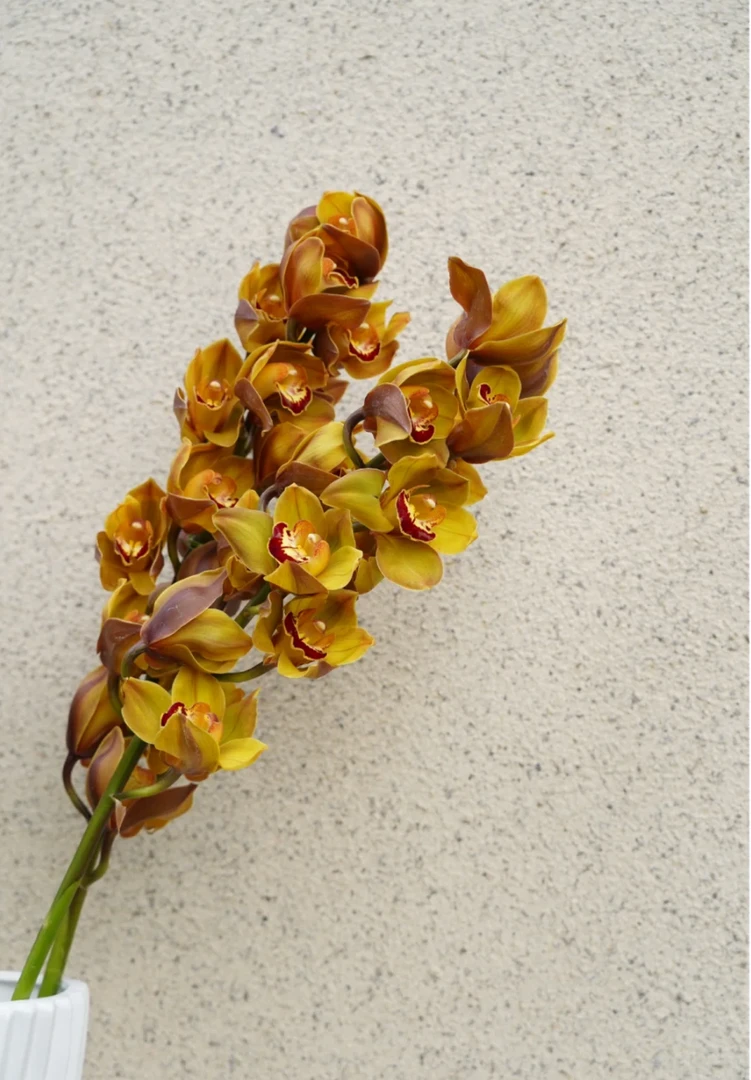 【咖色大花蕙兰】年宵花花期长耐养活云南发货