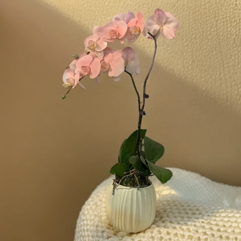 鲜花【大火烈鸟】蝴蝶兰室内种植观赏送礼带花喷色工艺 发货