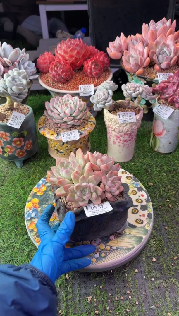 昆明印象多肉0557