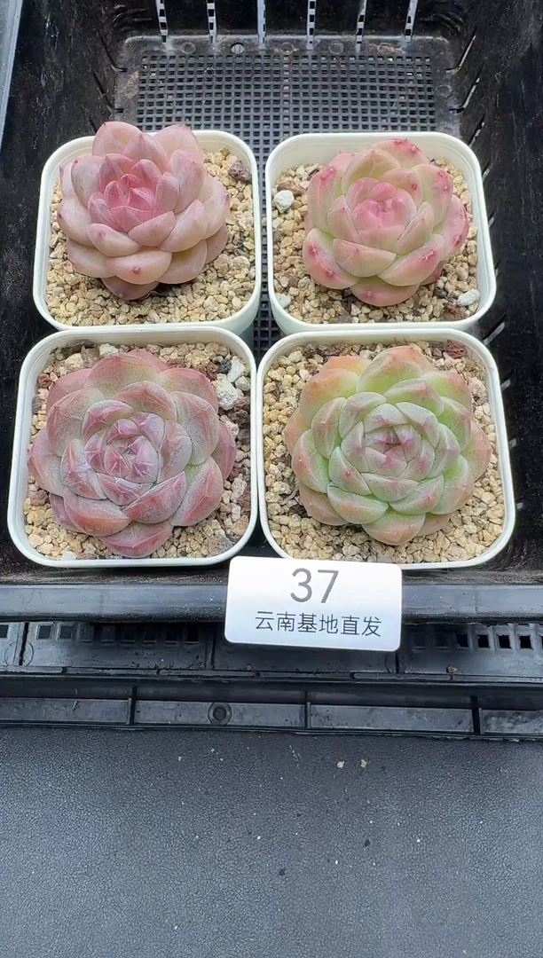 珍妮杂交多肉多肉37