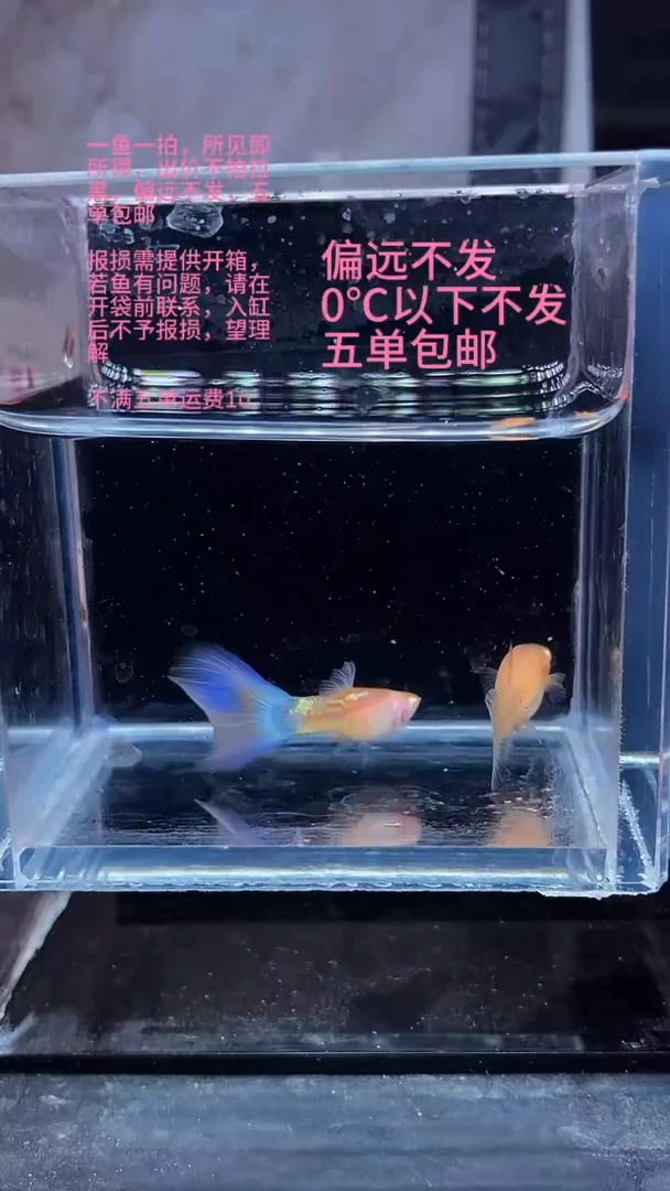 孔雀鱼孔雀鱼 07