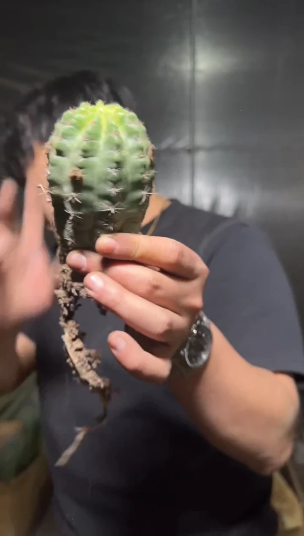 3颗 大单头 极光【徒长】