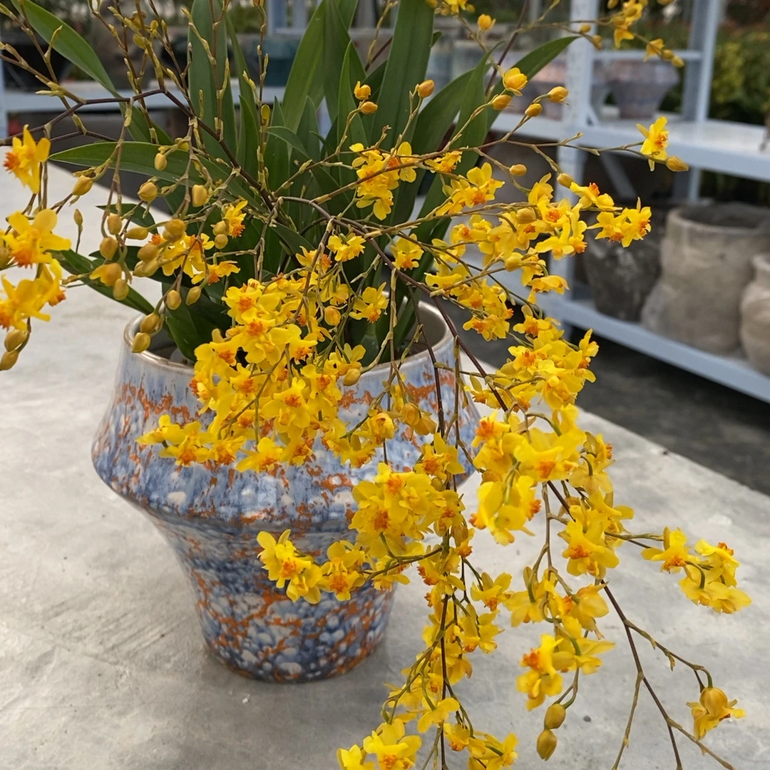 黄金色多枝花箭梦香兰盆栽阳台客厅好养年宵花