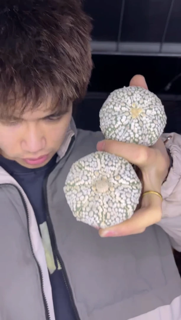 2颗 浓白兜 3-5cm 带木质化