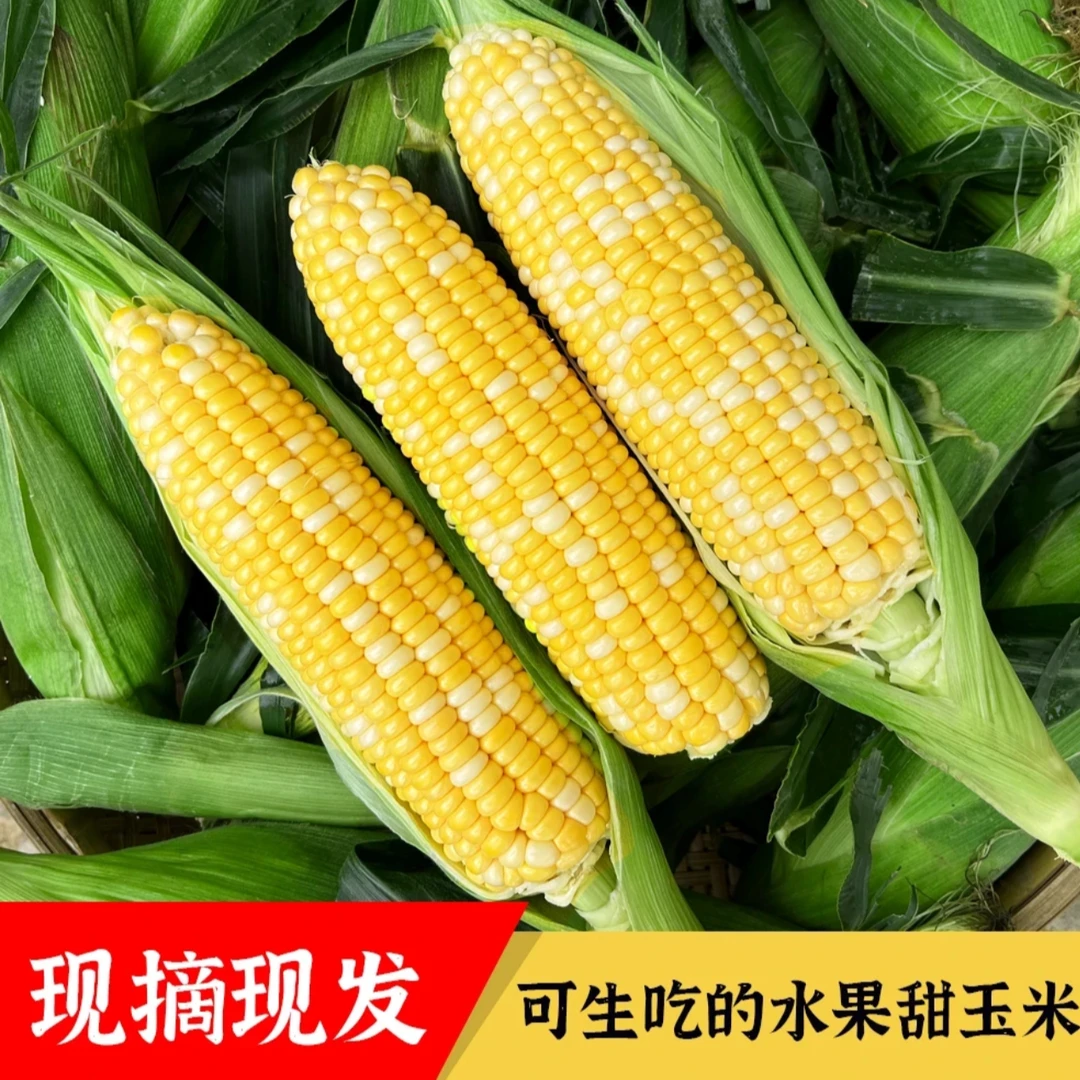 【汇峰农场】鲜食黄白粒水果玉米净重4.5-5斤（6-8根） 新鲜现摘 顺丰包邮天津市