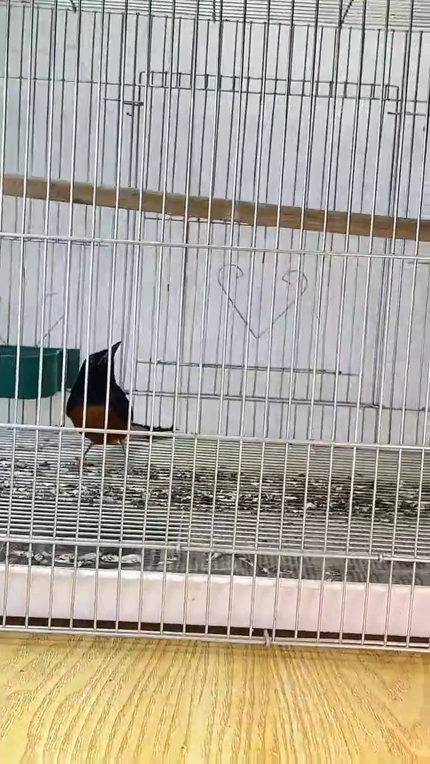 19号长尾老毛养笼0元起拍