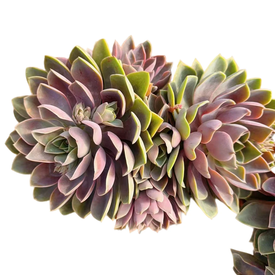 地栽双头琼斯 好看好养 云南昆明发货 精品多肉绿植