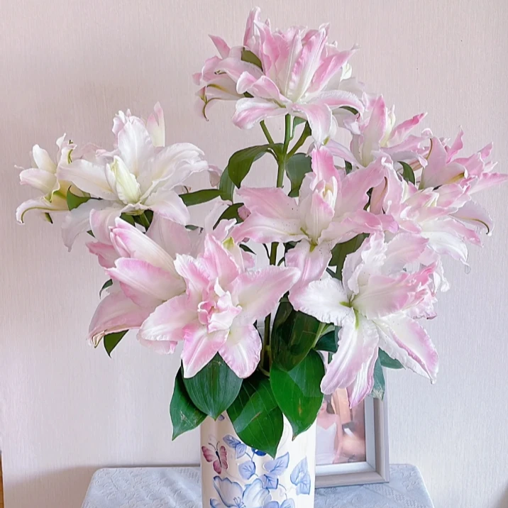 【探花甄选】荷塘月色重瓣百合花卉 云南基地直发 任意购满两单起发