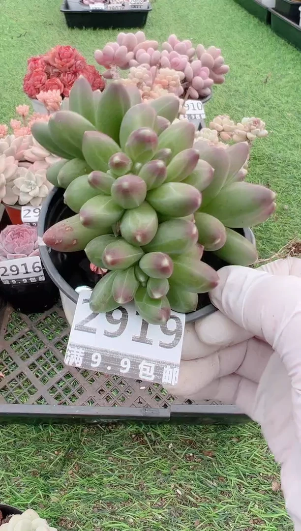 【闪购商品】信福多肉一物一拍