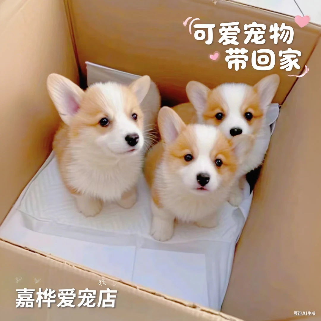 【精品纯种】直播可挑选柯基幼犬活体宠物中小型可爱听话健康宠物狗