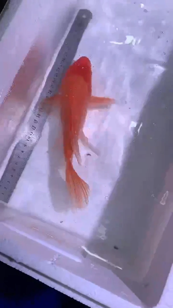 蝴蝶鲤鱼蝴蝶鲤直播选鱼专用链接 凭开箱视频售后