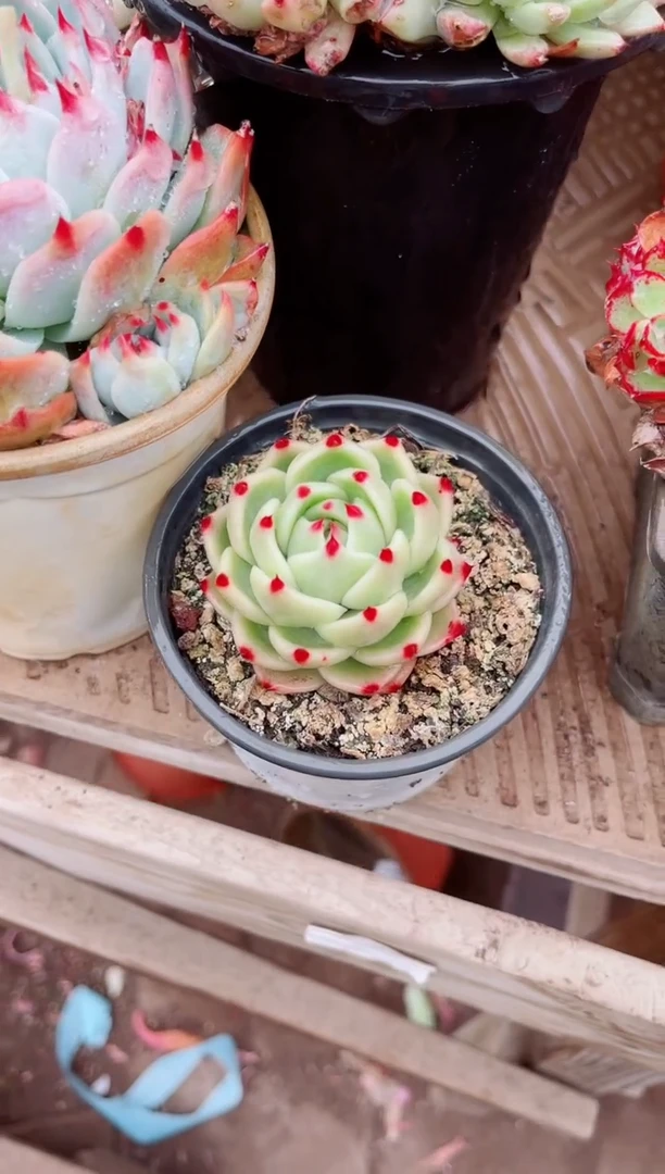 【闪购商品】07518