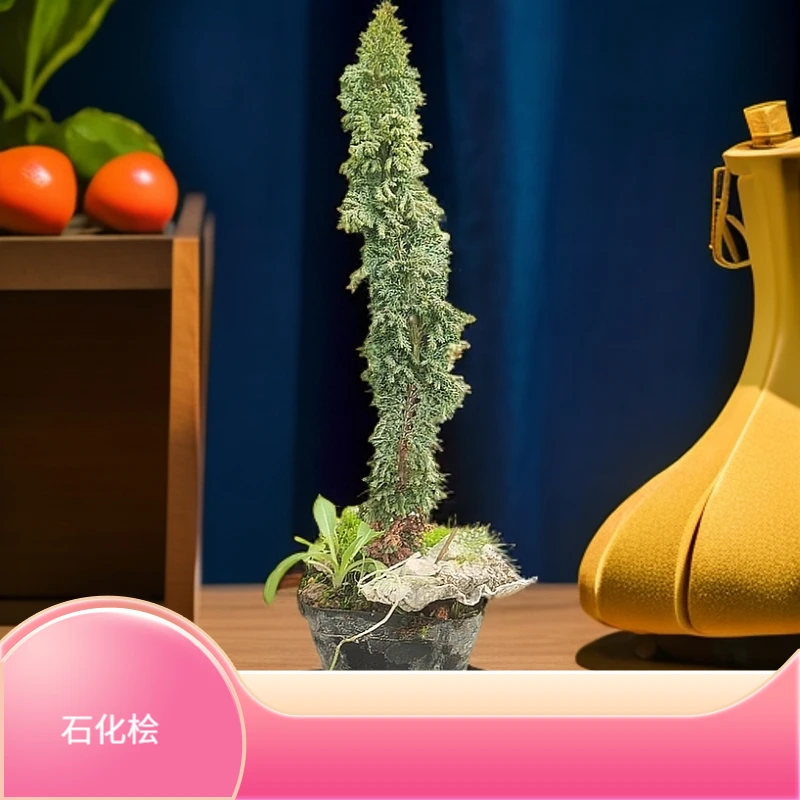 15-20厘米高石化桧链接珍贵独特艳丽品种收藏大气四季植物阳台
