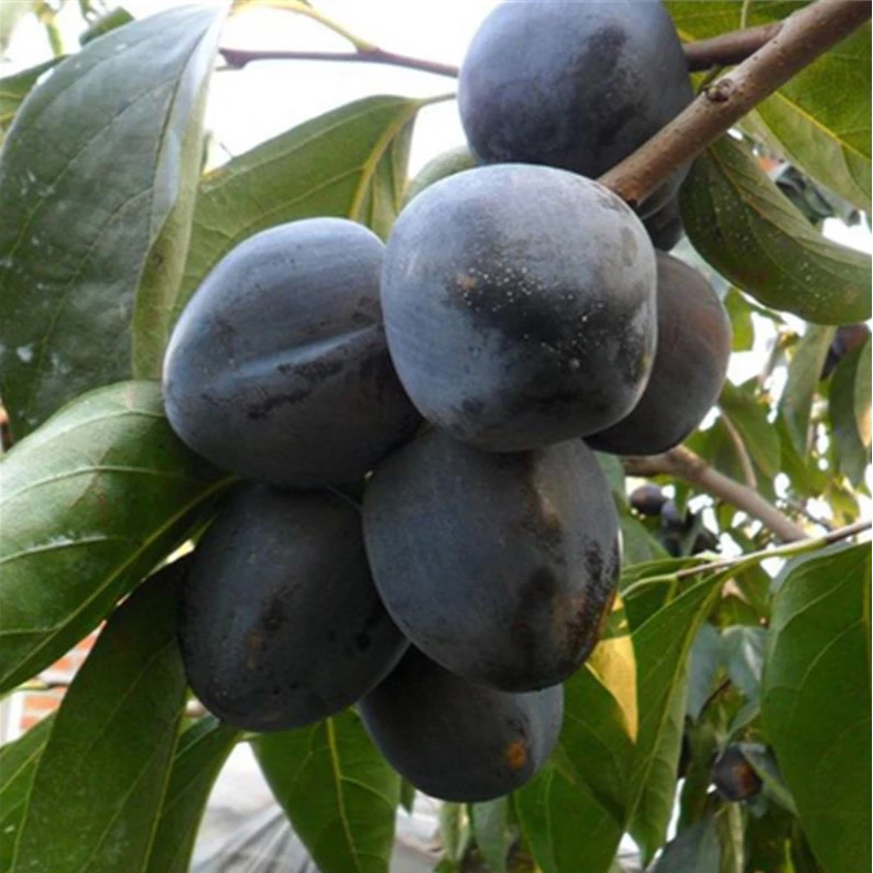 新品种嫁接巧克力黑柿子树苗脆甜柿子苗抗寒抗旱盆栽地栽云南四川