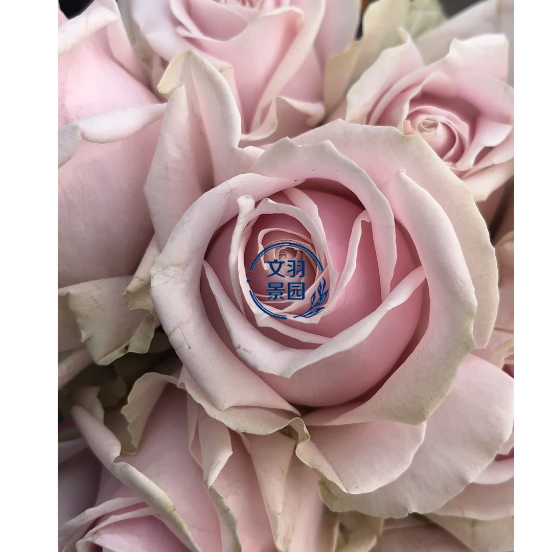 文羽景园【桃红雪山】切花月季多季节重复开花