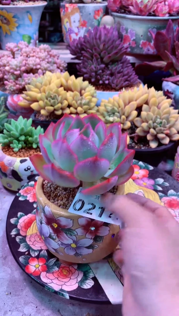 0214满28发货非偏远