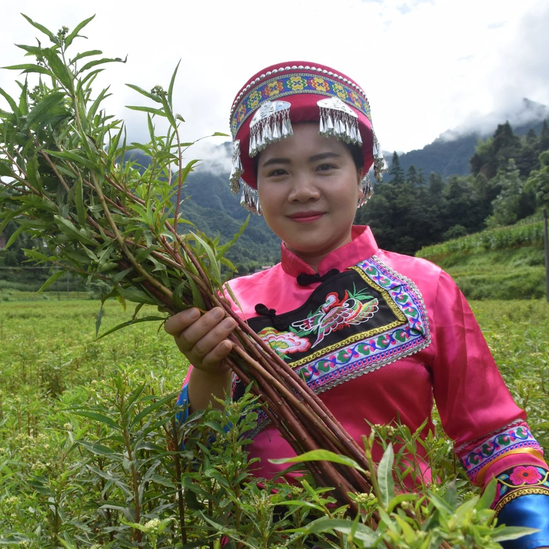 全株赶黄草产地古蔺直发正宗整株自然晾晒草本