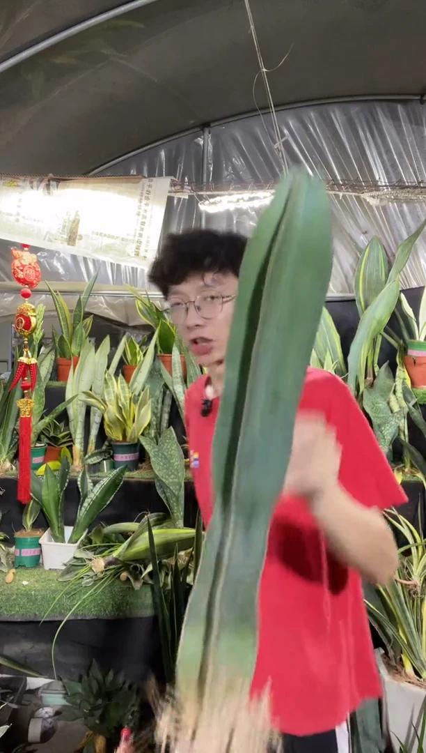 50厘米量天尺有根16.8