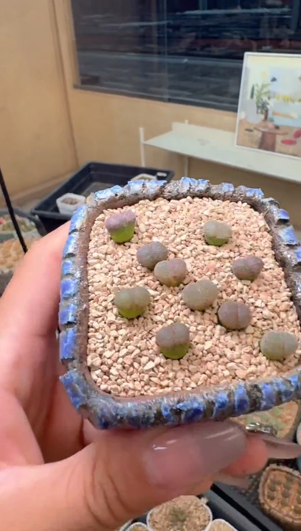 28-77多肉植物一颗