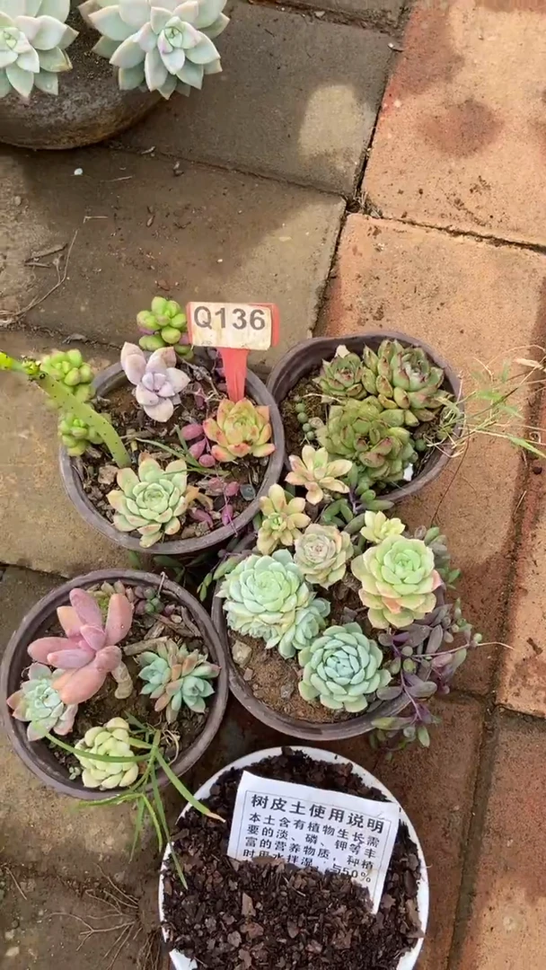 Q136多肉组合默认脱土发货