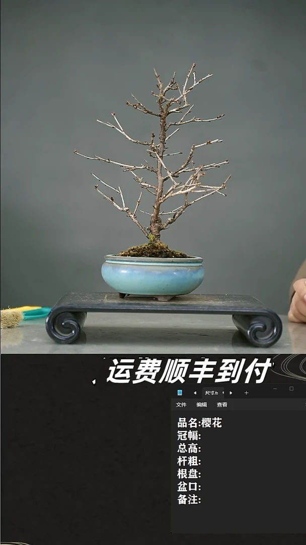 【闪购商品】8 樱花