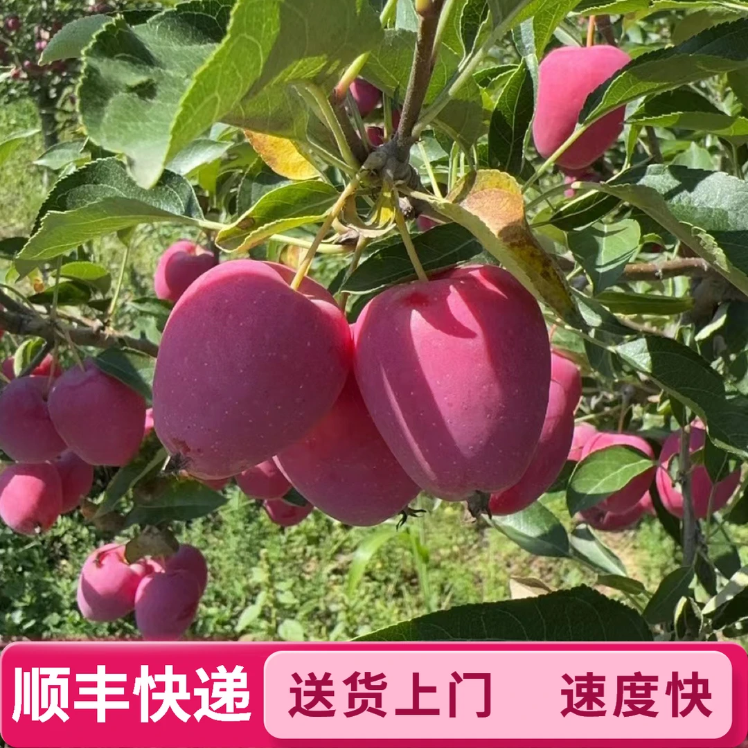 【顺丰快递】大同现摘锦绣海棠果鸡心果酸甜脆口