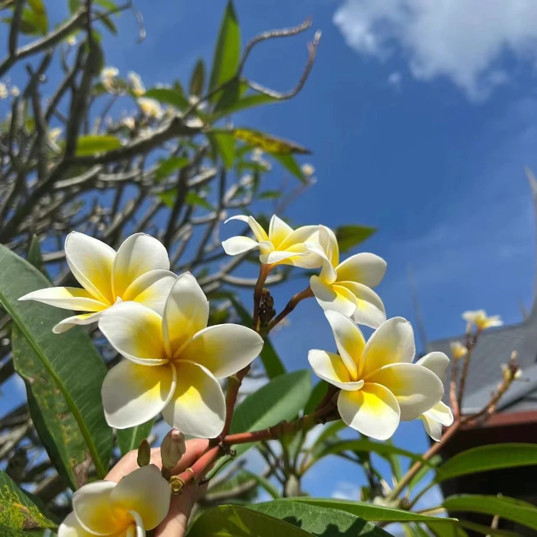 精品鸡蛋花老桩室内客厅书房走廊玄关好养花卉流泉枫盆栽