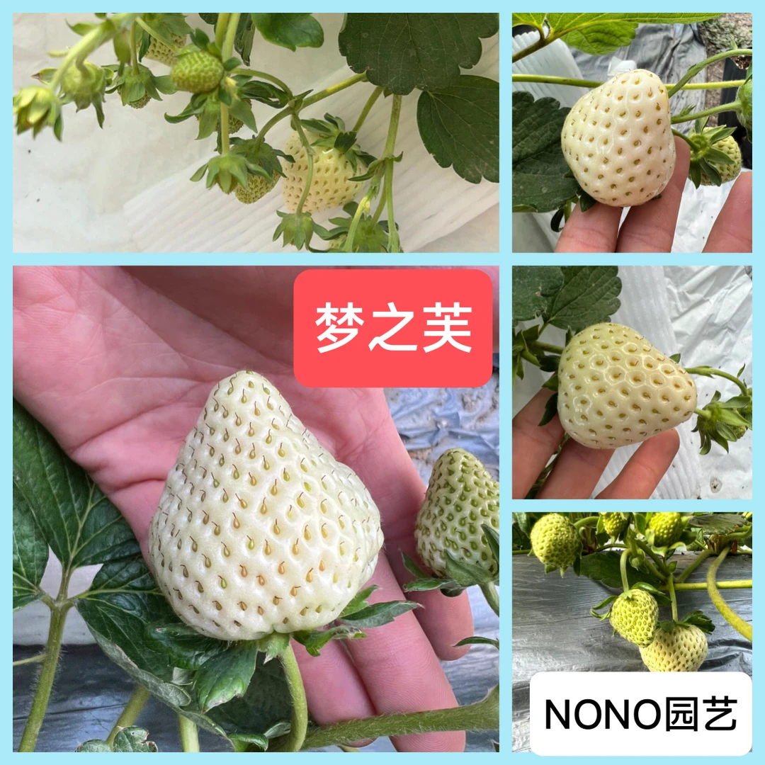 大果梦之芙草莓白草莓品种