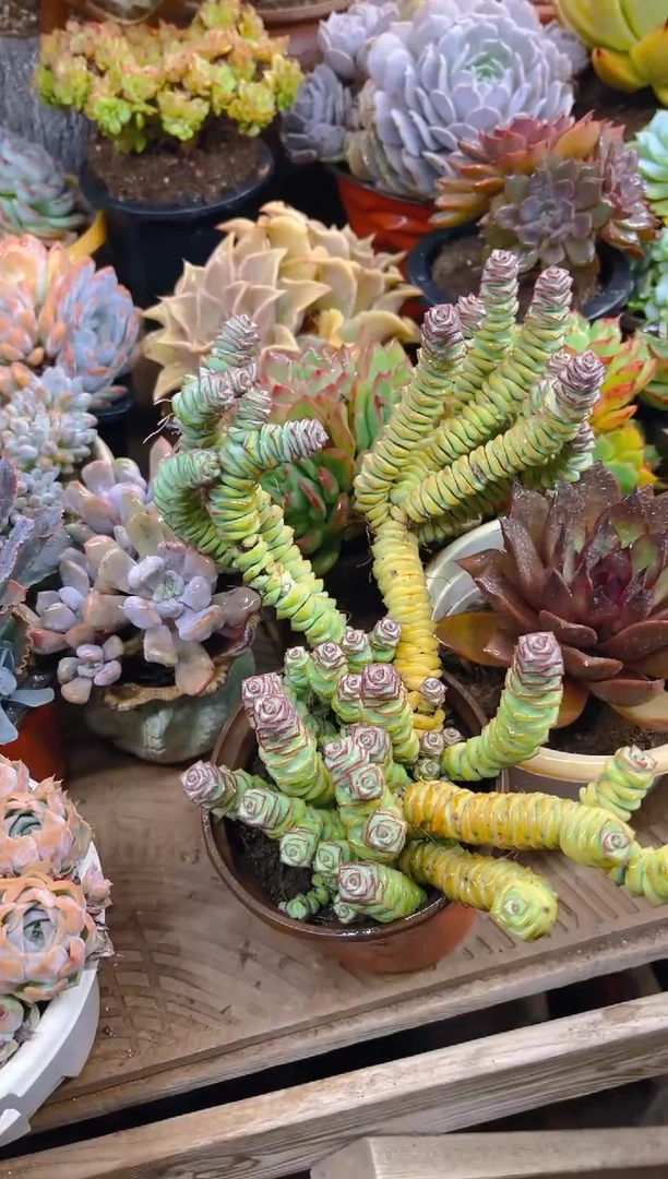 亿*只31047多肉植物一物一拍