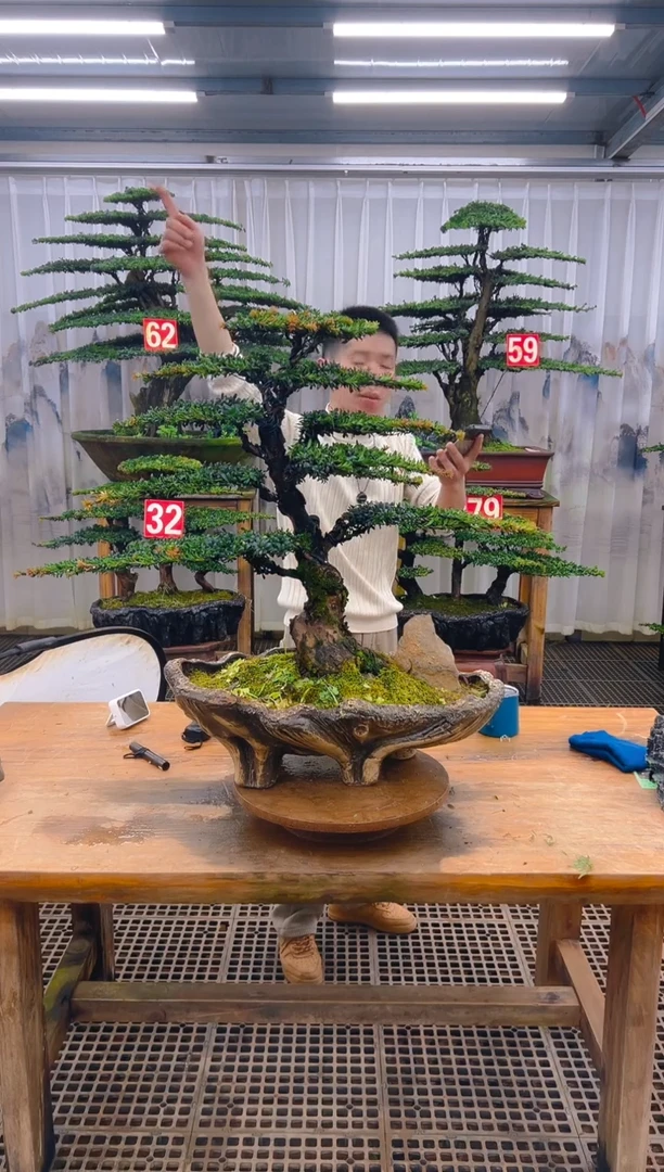 无花朵灵****r精品盆景直播间一物一拍