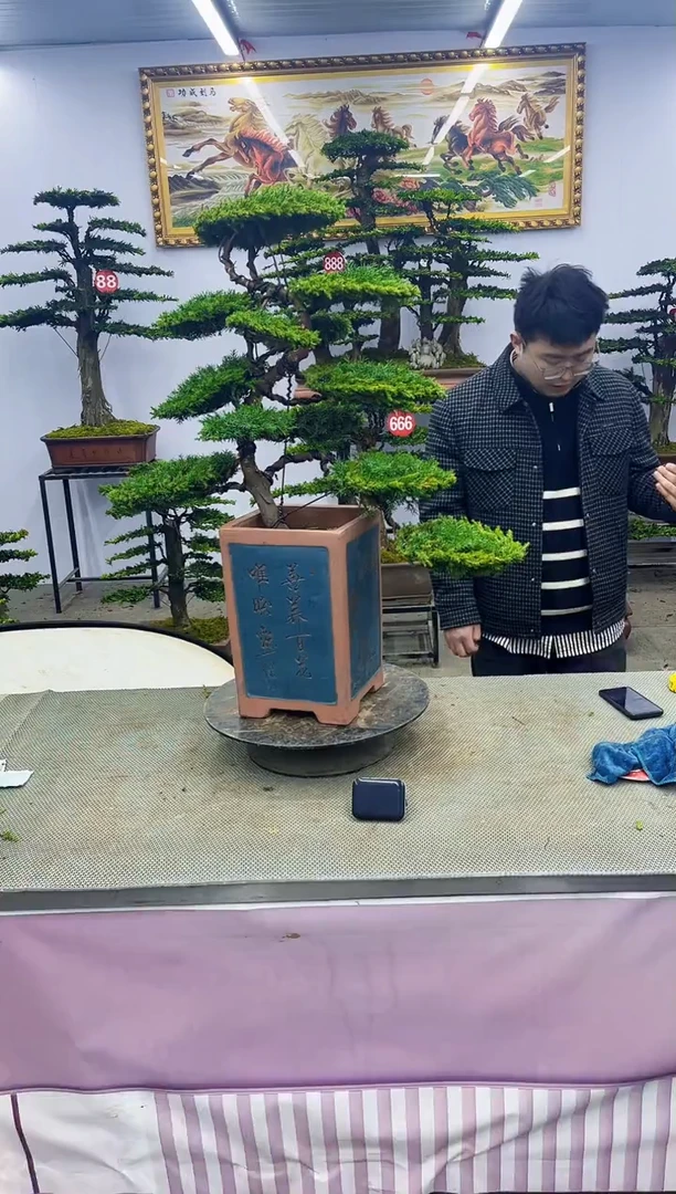 【闪购商品】八斗松/松类活物造型盆景，以直播间截图为啊啊啊