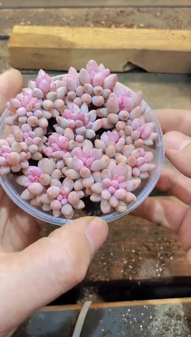 【闪购商品】033宝宝手指量拍1盒