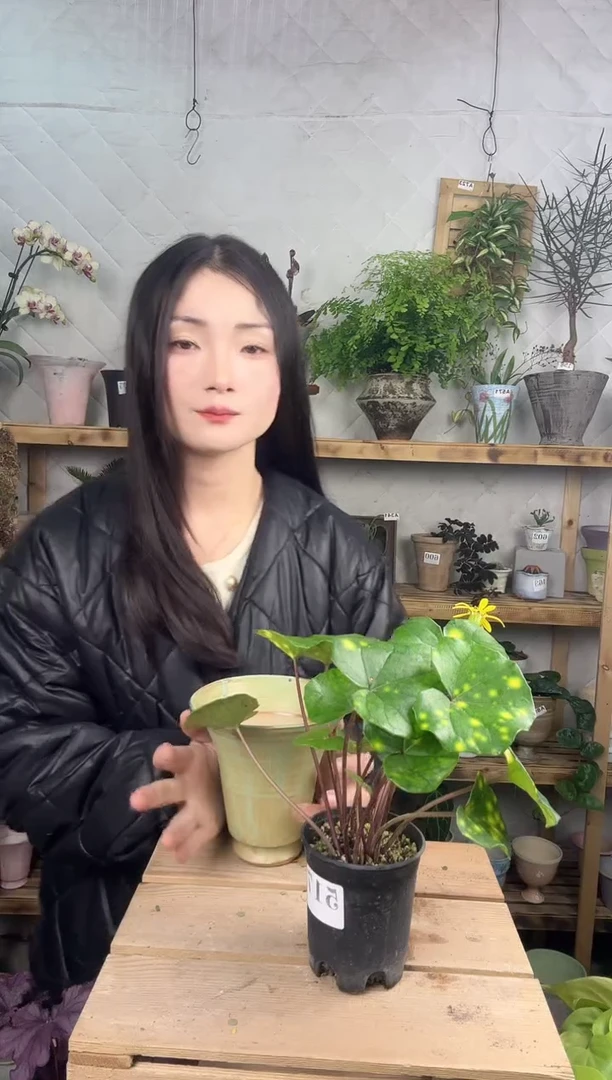 无花朵517萤火虫吴凤草育苗盆