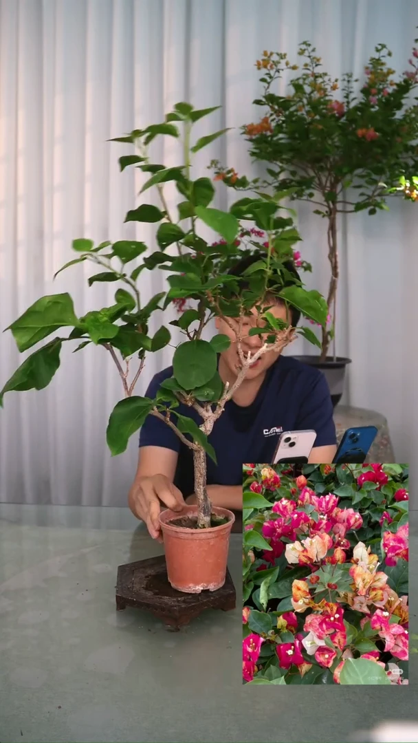 当前无花栽培后可以开花画报小一颗