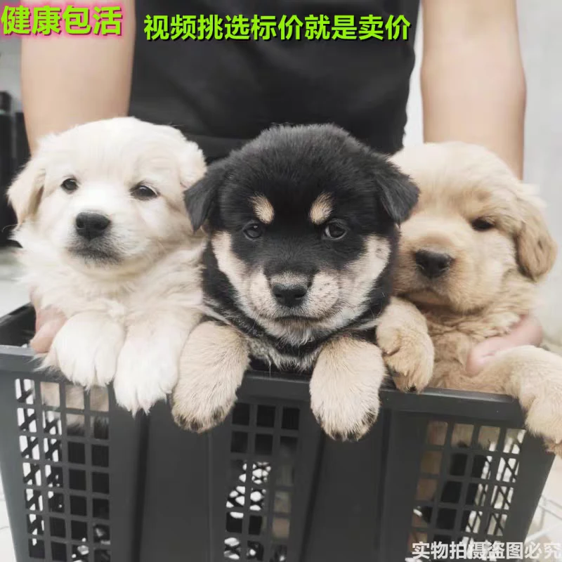 直播一对一挑选狗狗