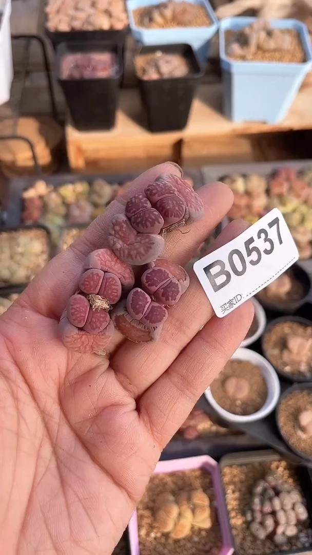 【闪购商品】0537直播一物一拍