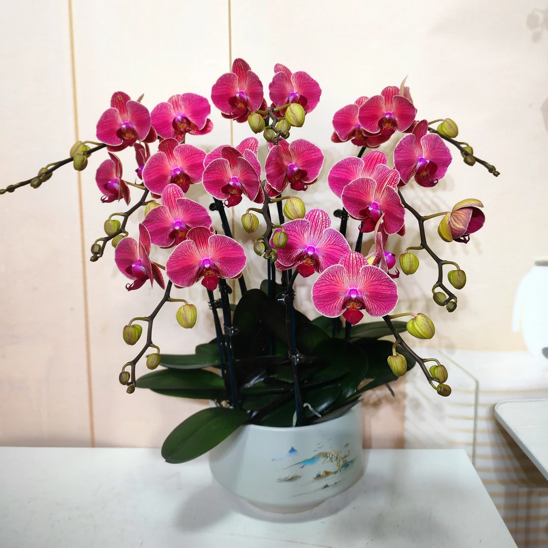[橘子]蝴蝶兰  带花有花苞  橘红色  中大花