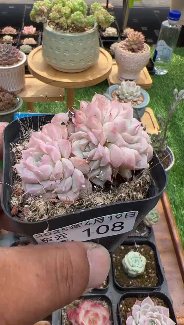 东云多肉园二店-108