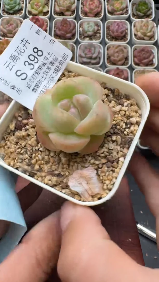 398S带盆土发 当场拍3颗以上包柚 多肉植物 一物一拍