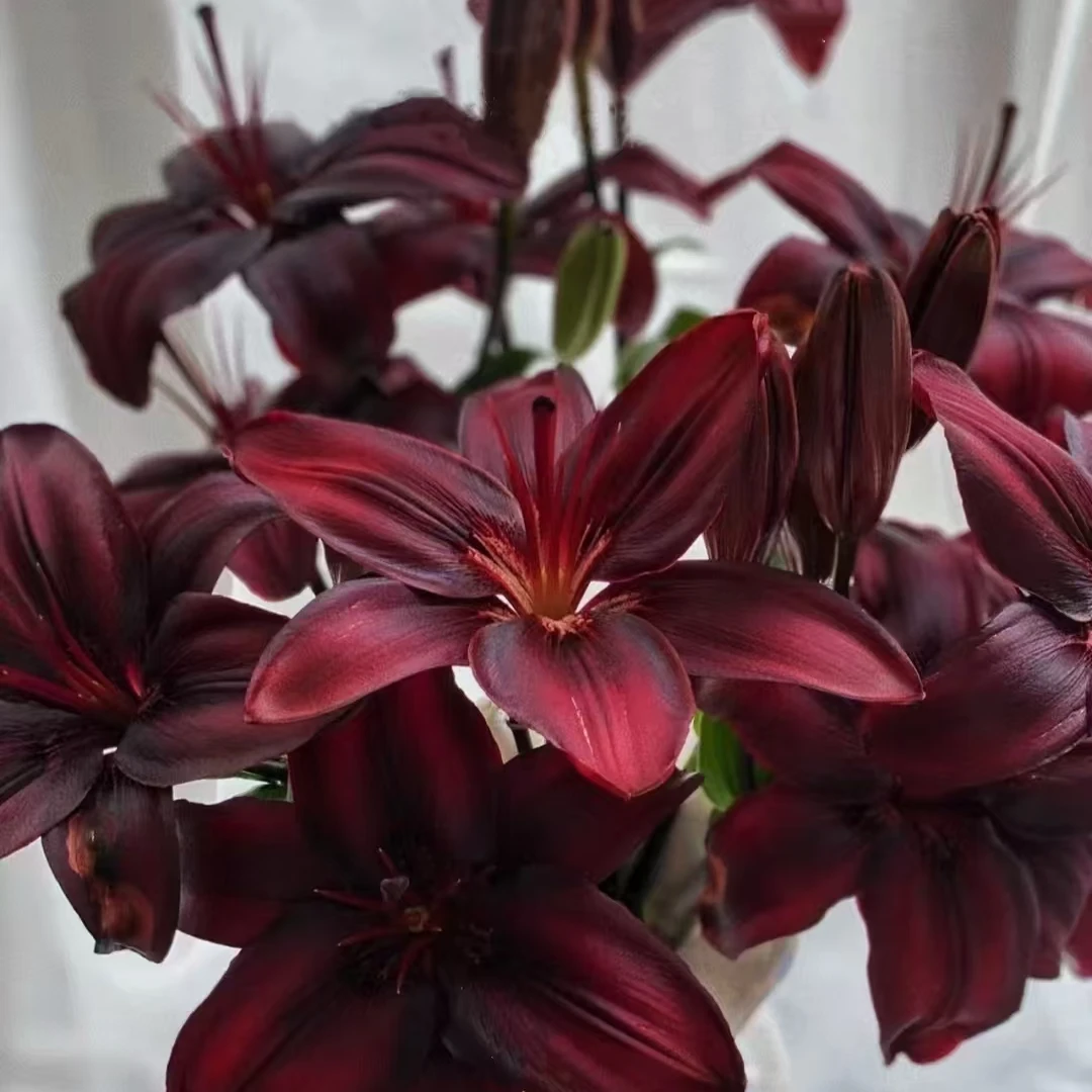 秋百合【黑色魅力】进口种球1颗周长12/14cm单瓣无香百合