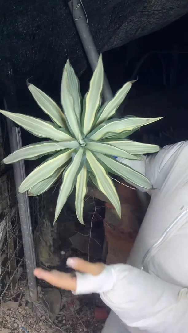 外播鹦鹉嘴叶展20cm14.88