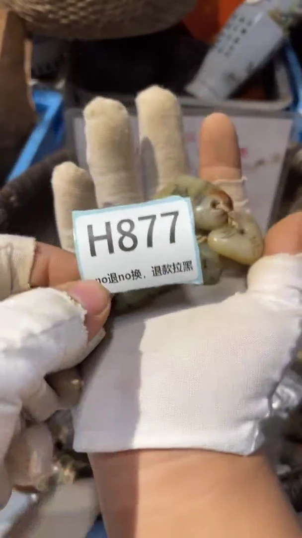 瓷片紫**涞蒙蒙火爆火爆热卖热卖