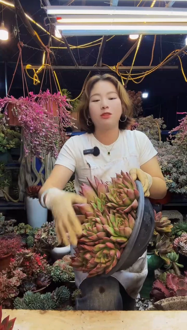 超大弗兰克脱土包邮